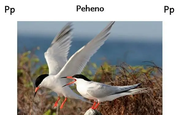 Tepanim peheno patul he tea pata lalap.